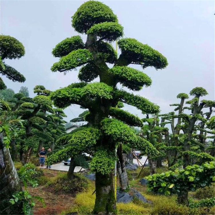 广东金叶榆树盆景与工程苗基地直供 造型榆树、绿化行道树乔木优选