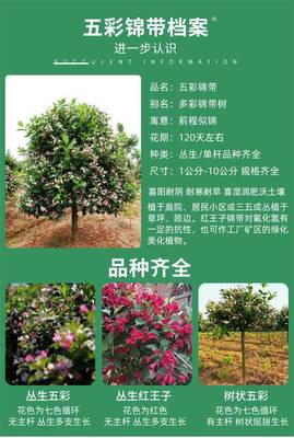 五彩锦带树 庭院与绿化工程的理想乔木选择